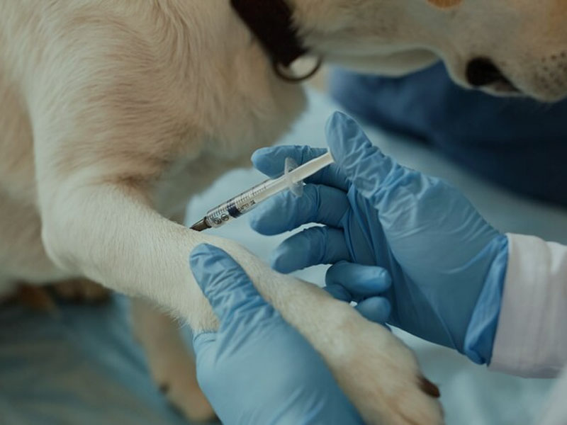 AIM Vaccine ينشر أحدث البيانات ما قبل السريرية للقاح داء الكلب mRNA في 